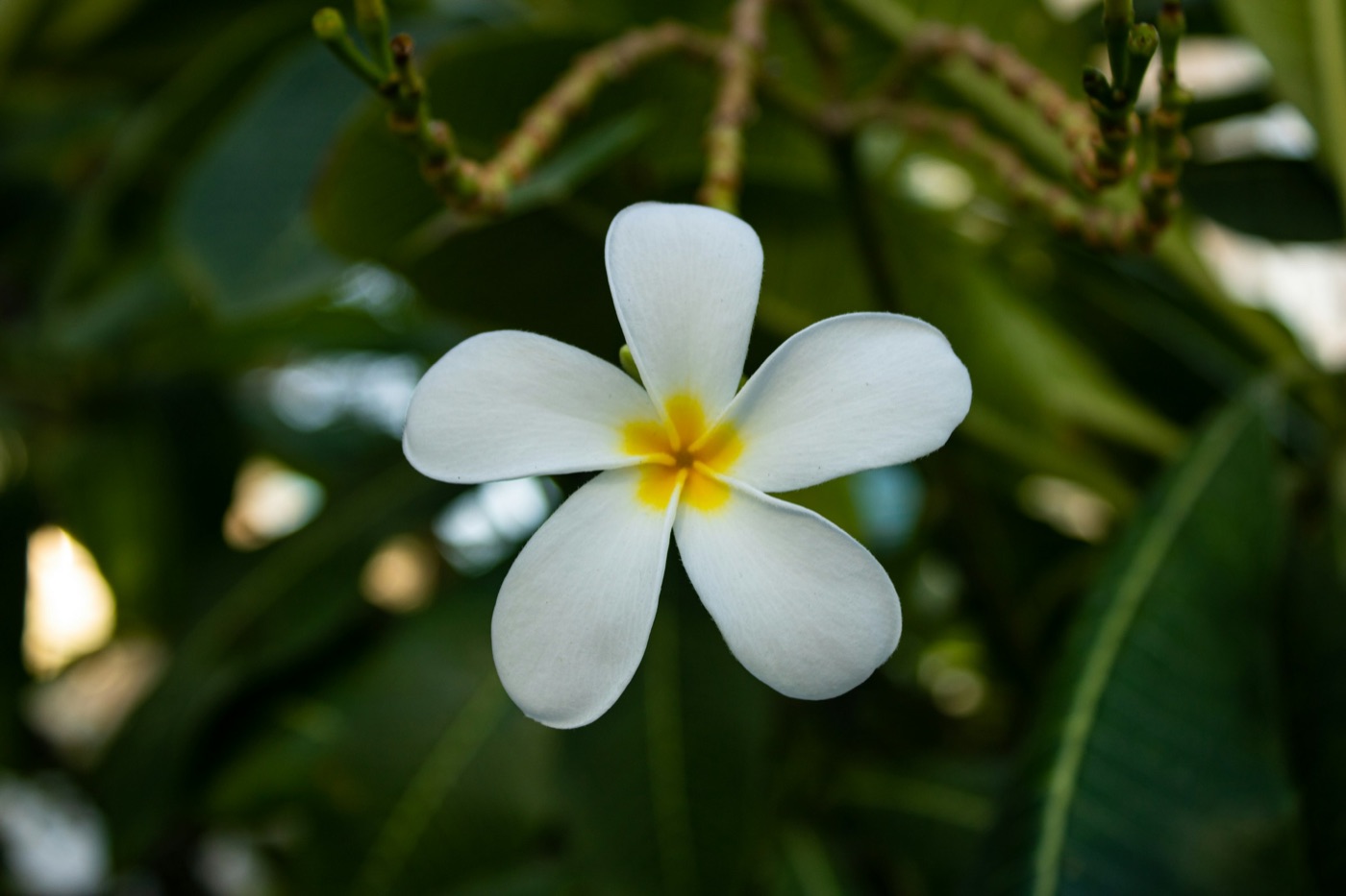 Weisse Frangipani-Blüte vor dunklen Blättern