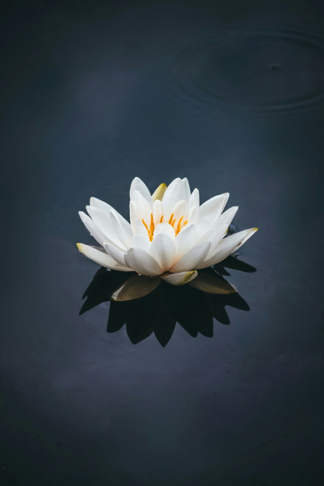 Weisse Lotusblüte auf stillem dunklem Wasser